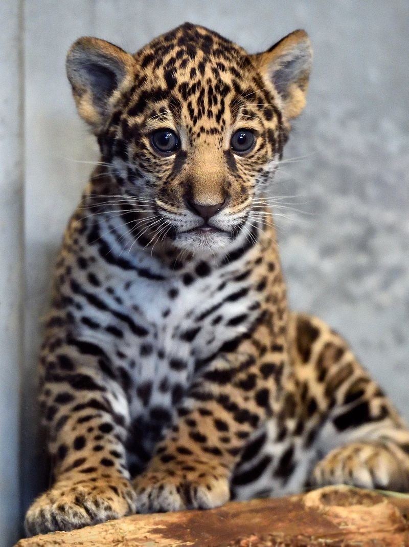 Illustration for article titled Name a Jaguar!